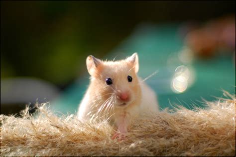 x hamster free pics|500+ Free Hamsters & Nature Images